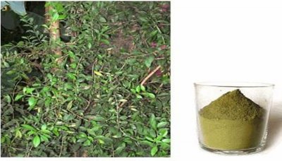 دراسة علمية تلخص بعض الفوائد الصحية لمادة الحنا اليمني