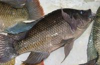 الثروة السمكية تدعو للحد من المخالفات التي تلحقها بواخر الصيد الصناعي في سواحل المهرة