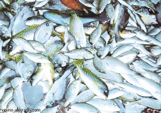 ثروة سمكية لا غير