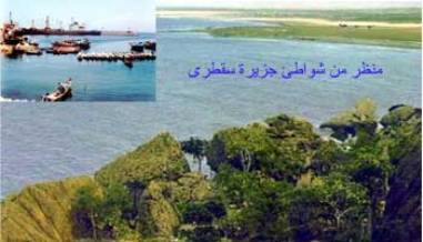 محلي حديبو بسقطرى يقف أمام قضايا مخالفات البناء العشوائي بالشوارع والمتنفسات العامة
