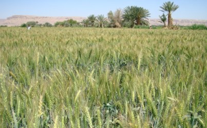 رجل أعمال سعودي يستثمر في القطاع الزراعي وتصدير المحاصيل بحضرموت