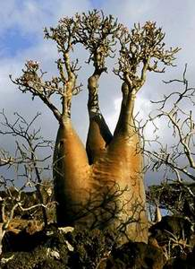 الهيئة العربية للاستثمار تدعم برنامج انتاج الخضار والفاكهة بسقطرى