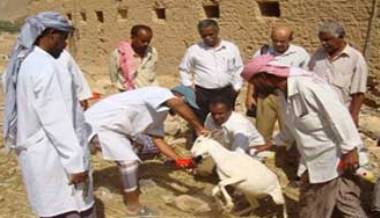 الزراعة تنفذ حملات تحصين بيطرية للماعز والأغنام في المحافظات الجنوبية الشرقية