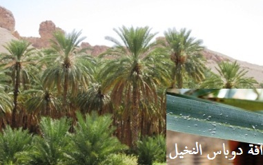 جولة جديدة من حرب الدوباس .. ووزارة الزراعة تخذل آلاف النخيل في ساه