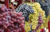 مزارعوا العنب يتجهون نحو تجفيف الجزء الأكبر الى زبيب، والعامل النقدي أبرز الدوافع 