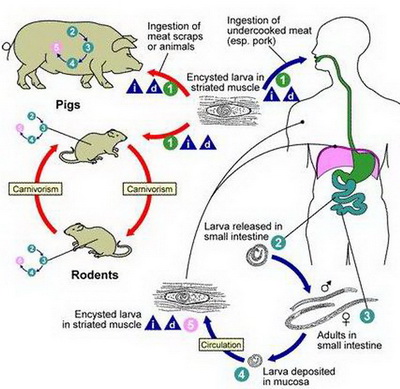 رحلة أنفلونزا الخنازير في الجسم