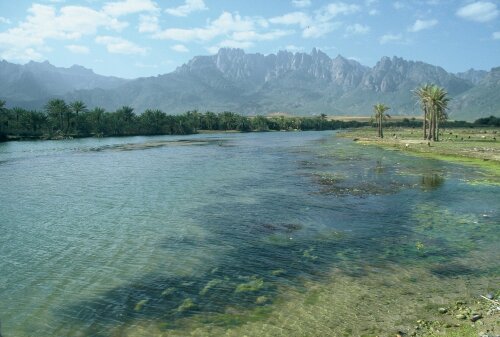 سقطرى.. مياه بحرية غنية بالإحياء البحرية وطيور فريدة ومتنوعة 