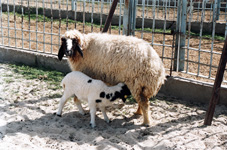 اليمن يستورد أكثر من مليون رأس من الأغنام ويصدر أكثر من خمسة مليون طن من جلود الأبقار