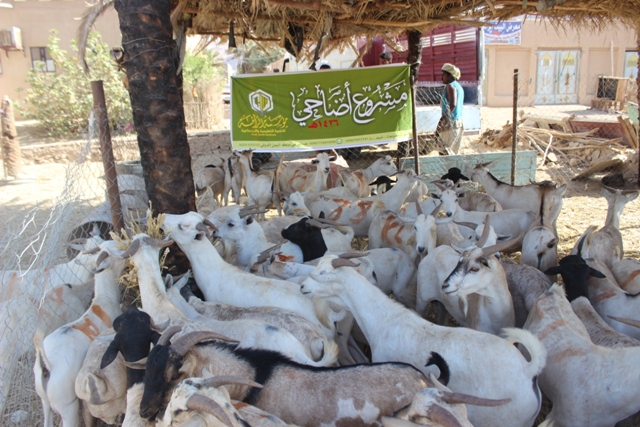 مؤسسة الرأفة للتنمية التعليمية والاجتماعية تختتم مشروع لحوم الأضاحي في تريم وضواحيها
