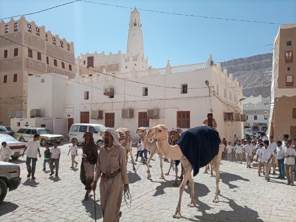 قادمين من المهرة وحضرموت: بن سنان يستقبل قافلة رحالة شبوة عبر الجمال (سفينة الصحراء)  