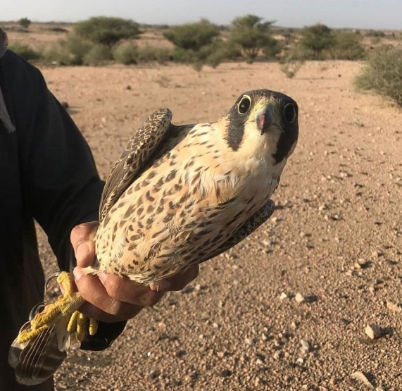 الجمعية اليمنية لرياضات وسباقات الصقور تُعلن عن المزاد الوطني الأول للصقور المطروحة في الجمهورية اليمنية