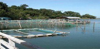 اليمن تتلقى عرضا من شركة إسبانية في مجال الاستزراع السمكي