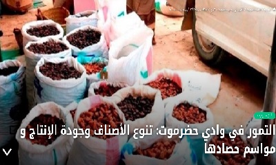 اصناف النخيل في حضرموت