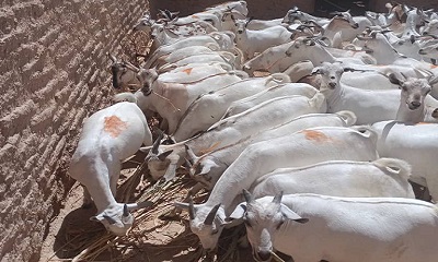 قبيلة آل عون الكثيرية تواصل مسيرة الخير وتنفيذ أكبر مشروع أضاحي للعام الثاني والعشرين في حضرموت