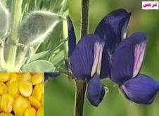 أعشاب شافية لأمراض شائعة