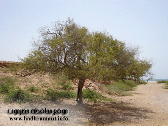 شجرة معمرة تشتهر بها بروم 