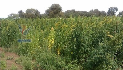 الفاو تدخل محصول الكينوا إلى اليمن