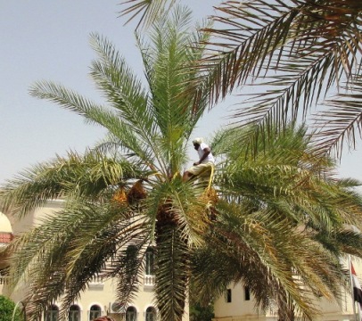 أمسية علمية بسيئون عن نخيل التمر الواقع وآفاق المستقبل