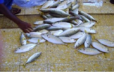 الحبشي : مخزون اليمن من الأسماك لا يزال مجهول