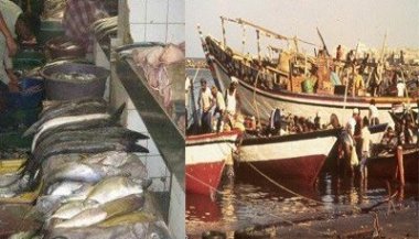 115 ألف طن كمية الصادرات السمكية اليمنية العام الماضي بقيمة 292 مليون دولار