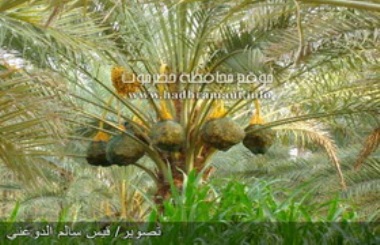 زراعة التمور في اليمن .. تشكو الإهمال!!