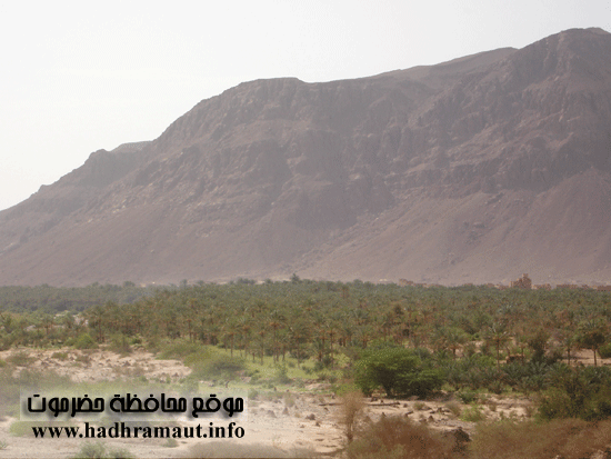 نخيل وادي حجر 