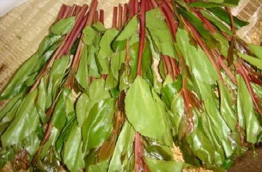 القات وأثاره على المجتمع