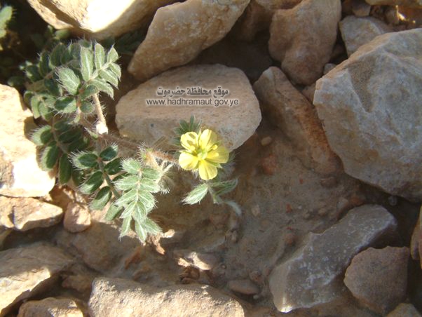 نبتة على مجرى السيل