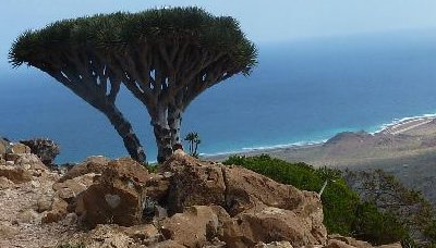 سقطرى تحتفل باليوم العالمي للحياة البرية