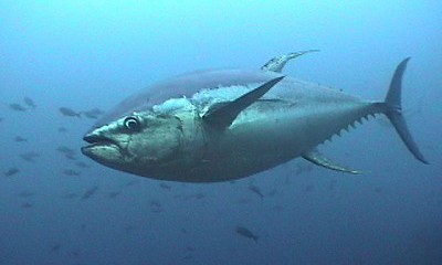 أول مزرعة مغلقة لتربية الأسماك في اليمن بمنطقة شحير حضرموت