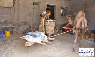 مواطن حضرمي يحافظ على عبق الماضي ويستمر في إنتاج زيت السمسم في معصرة تعمل بالجمل