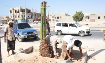 تدشين مشروع: تزين وتشجير مداخل مدينة الشحر بغرس النخيل المرحلة الأولى 