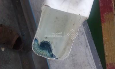 ظهور كائن بحري غريب على شواطئ حضرموت