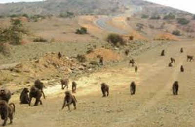 جماعات من القرود تهاجم منازل المواطنين وتتلف زروعهم بمحافظة حضرموت