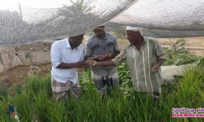 لأول مرة في حضرموت وضمن تجارب ذاتية مزارع ينجح في زراعة الأرز .