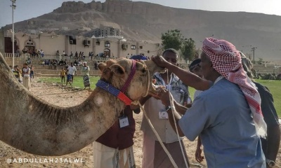 استكمال التحضيرات لانطلاق سباق بن كردوس للهجن الرابع بتريم حضرموت فيما قُسِّمت الهجن المشاركة لمجموعات