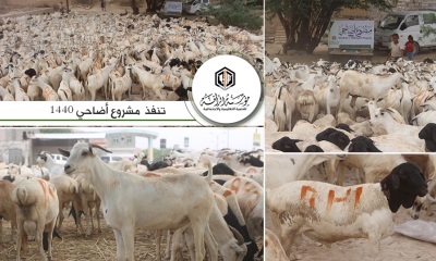 أكثر من 700 رأس غنم حصيلة مشروع الأضاحي ولحوم الأعياد في أضحى 1440 التي نفذتها مؤسسة الرأفة للتنمية التعليمية والاجتماعية بتريم