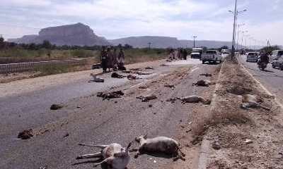 نفوق اكثر من عشرين راس غنم واصابة ثلاثة اشخاص في حادث اصطدام قبل قليل في الخط السريع الرابط بين شبام وسيئون