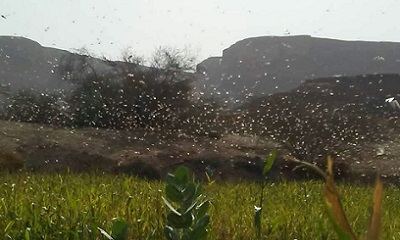 أسراب من الجراد تغزو مناطق شرق وشمال وادي حضرموت