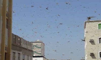 أسراب الجراد تغطي سماء مدينة المكلا