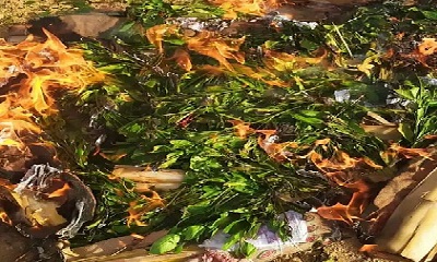 أفراد نقطة الصلب على مدخل المكلا تحبط محاولة لادخال 20 بندل قات وتقوم باتلافها