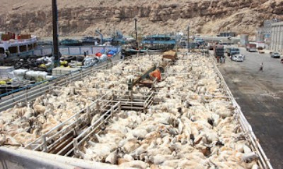 ميناء المكلا يستقبل كميات كبيرة من المواشي لعيد الأضحى المبارك