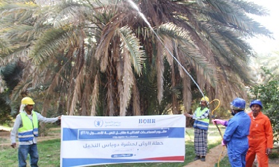 الوكيل المساعد يدشن حملة مكافحة حشرة دوباس النخيل بمديرية تريم