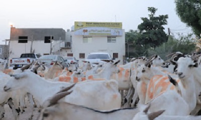 ميناء المكلا يستقبل باخرة شركة الخيرات على متنها مواشي لعيد الأضحى المبارك