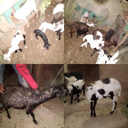 الاجهزة الأمنية بمديرية ساة يتضبط سارق اغنام ويستعيدهن الى مالكهن 