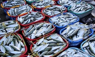 وزارة الزراعة والثروة السمكية تقر ايقاف صادرات اليمن من الاحياء البحرية