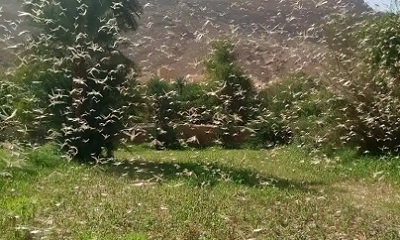 أسراب من الجراد تغزو وادي دوعن