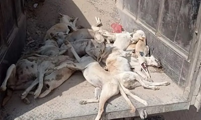 صندوق النظافة والتحسين بالوادي والصحراء ينفذ حملة تسميم للكلاب الضالة