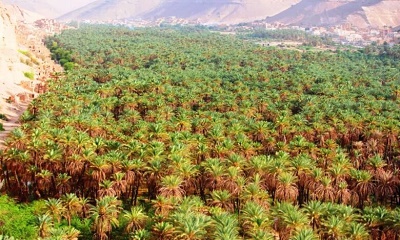 بعد مرور 15 عاما .. كيف يستعيد المزارعون إنتاجية محصول التمر في مزارع ساه بوادي حضرموت؟!