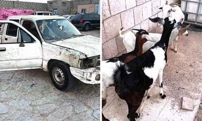 الأجهزة الأمنية بالمكلا تلقي القبض على عصابة تمتهن سرقة الأغنام والجوالات